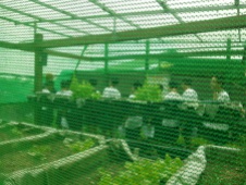 Modular vegetable gardening